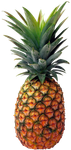 DO YOU KNOW SPONGE DO YOU KNOW SPONGE