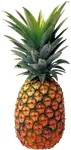 DO YOU KNOW SPONGE DO YOU KNOW SPONGE