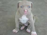 Do You Know All These Dog Breeds 2 ? Do You Know All These Dog Breeds 2 ?