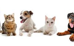 cats or dogs (1) cats or dogs (1)
