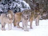 What colour wolf would you be? What colour wolf would you be?