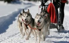 How much do you know about dog sledding ??? How much do you know about dog sledding ???