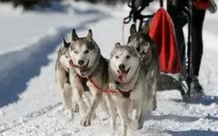 How much do you know about dog sledding ??? How much do you know about dog sledding ???