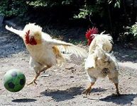 which animal are you? (5) which animal are you? (5)
