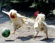 which animal are you? (5) which animal are you? (5)