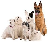 What Breed Of Dog Would You Be? What Breed Of Dog Would You Be?