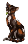What ThunderClan Medicine Cat Are You? (Warriors) What ThunderClan Medicine Cat Are You? (Warriors)