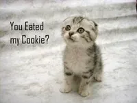 What animal are you? (27) What animal are you? (27)