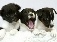 Which Type Of Dog Are You? Which Type Of Dog Are You?