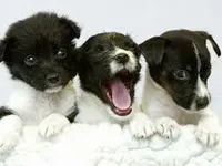 Which Type Of Dog Are You? Which Type Of Dog Are You?