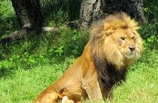 What Animal are you. What Animal are you.