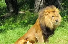 What Animal are you. What Animal are you.