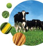 Monogastric Vs Ruminant digestion Monogastric Vs Ruminant digestion