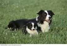 The Dog The Dog