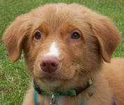 What type of puppy are you? What type of puppy are you?