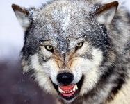 Choice of the Wolf Choice of the Wolf