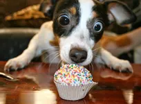 What dog breed are you? (2) What dog breed are you? (2)