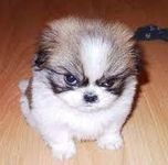 Dog Breed Quiz Level Two (1) Dog Breed Quiz Level Two (1)