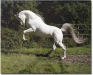 Which horsey sport should you take up? Which horsey sport should you take up?