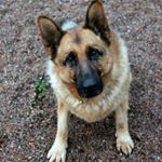 Could you look after an Alsatian? Could you look after an Alsatian?