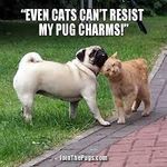 PUG PUG