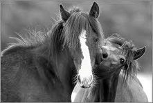 Horses!!! (1) Horses!!! (1)