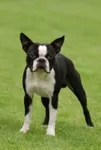 Dog Quiz (1) Dog Quiz (1)