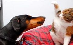 Would you have a dog or cat? Would you have a dog or cat?