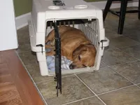 How much do you know about my dog? How much do you know about my dog?