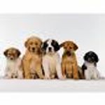 What kind of Dog are you? (2) What kind of Dog are you? (2)