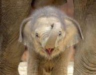 What animal are you? (9) What animal are you? (9)