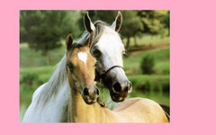 how well do you know horses how well do you know horses