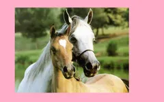 how well do you know horses how well do you know horses
