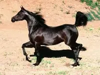 What horse are you? What horse are you?