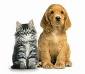 Canine Or Feline? Canine Or Feline?