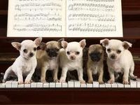 how well do you know the breed? - Chihuahua how well do you know the breed? - Chihuahua
