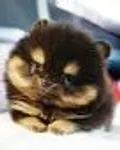 Are you a fluffy puppy? Are you a fluffy puppy?