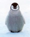 Which Animal Are You (1) Which Animal Are You (1)