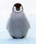 Which Animal Are You (1) Which Animal Are You (1)