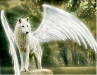 Your Wolf Life (Part 1) Your Wolf Life (Part 1)