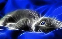 Mainecoon cats Mainecoon cats