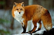 What animal are u?! What animal are u?!