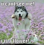 What role do you play in your dog's life? What role do you play in your dog's life?