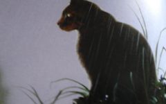 What warrior cat are you? (Dark Forest) What warrior cat are you? (Dark Forest)