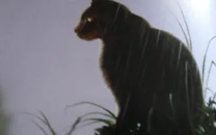 What warrior cat are you? (Dark Forest) What warrior cat are you? (Dark Forest)