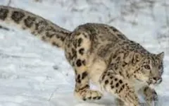 What is your spirit animal? (26) What is your spirit animal? (26)