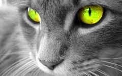 Which cat from my made-up clan, SpottedClan, are you most like? Which cat from my made-up clan, SpottedClan, are you most like?