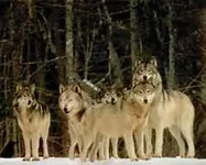Are you fit to be in my wolf pack? Are you fit to be in my wolf pack?
