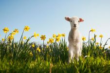 What farm animal are you? What farm animal are you?
