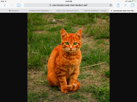 How well do you know warriorcats? Part 2 How well do you know warriorcats? Part 2